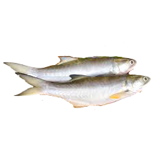 午仔魚（學名：Eleutheronema rhadinum）