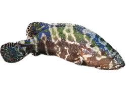 石斑魚（學名：Epinephelus lanceolatus）